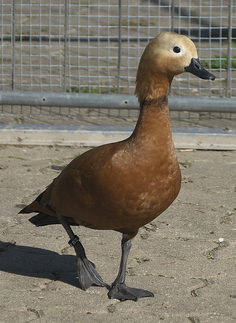 背打转